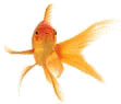 animated goldfish